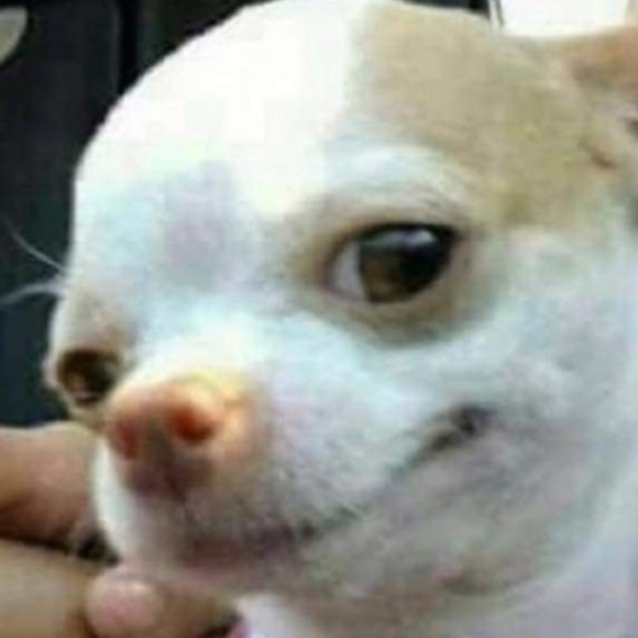 Meet your Posher, Cassidy - Picture 1 of 1